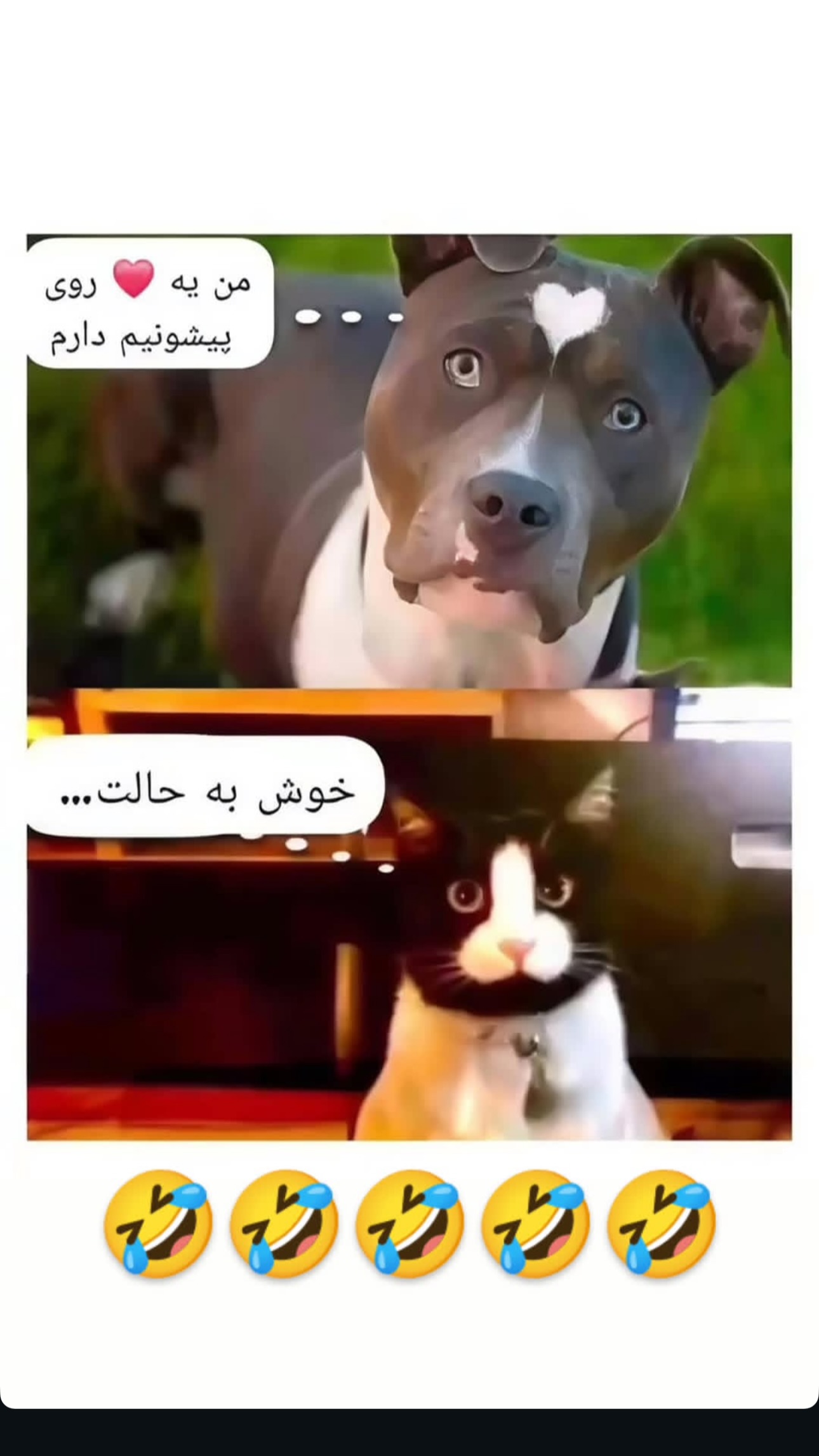  جدید ترین استوری اینستاگرام شیوا کسائیان