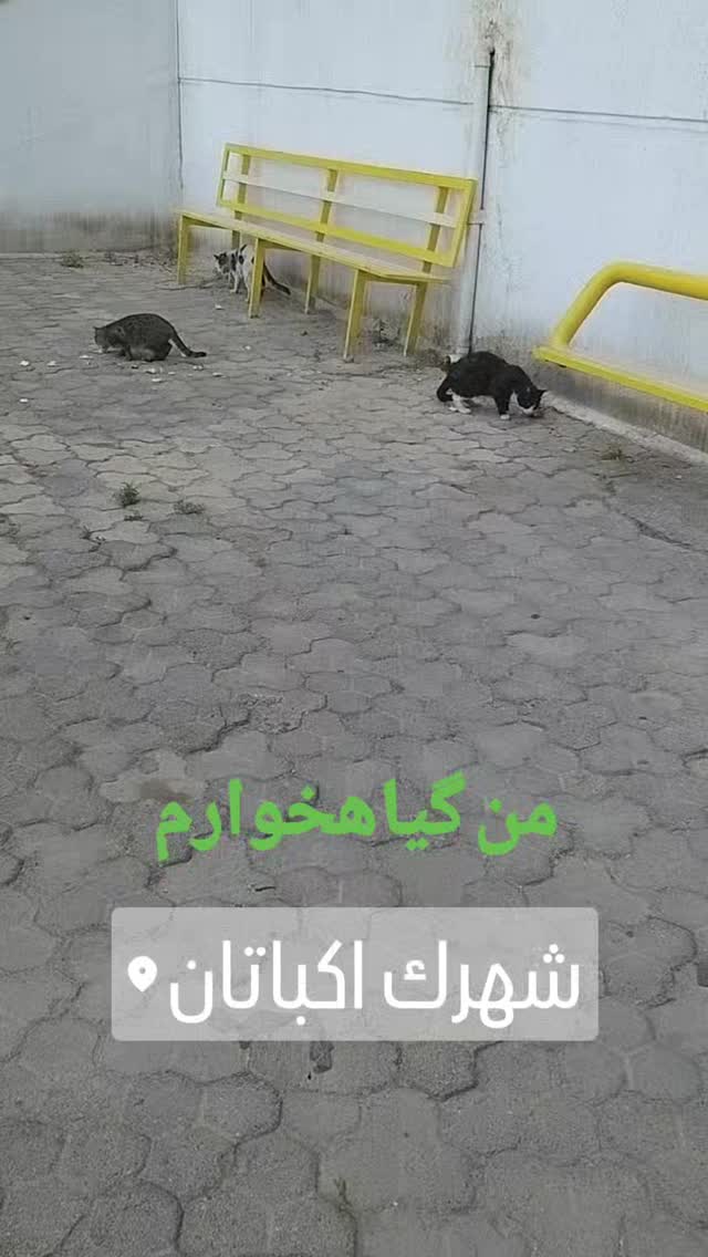  جدید ترین استوری اینستاگرام شیوا خسرومهر