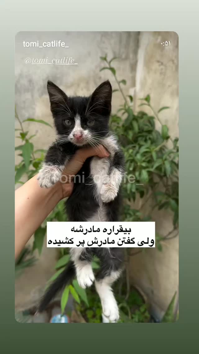  جدید ترین استوری اینستاگرام شیوا خسرومهر