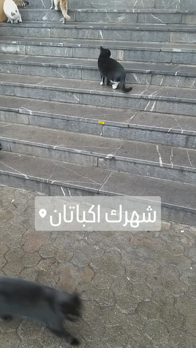  جدید ترین استوری اینستاگرام شیوا خسرومهر