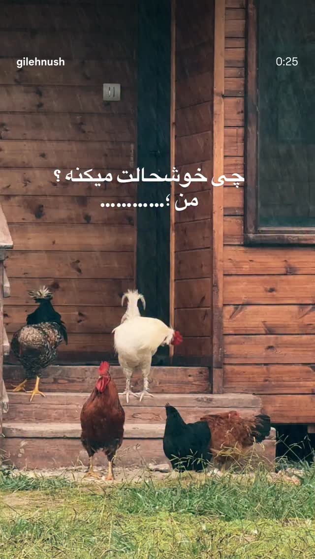  جدید ترین استوری اینستاگرام شیوا رضوی