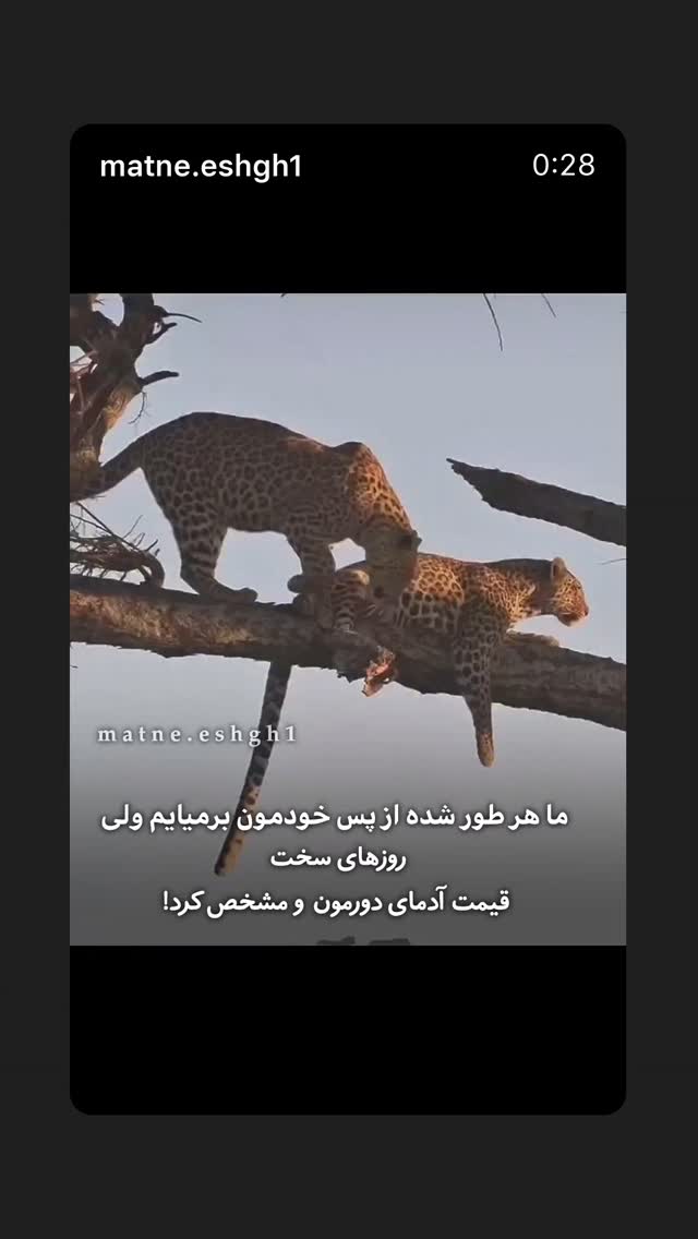  جدید ترین استوری اینستاگرام شیوا خنیاگر