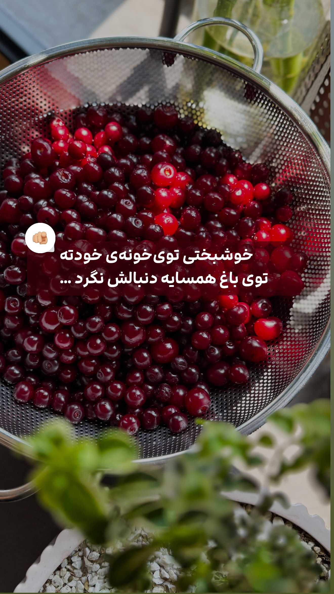  جدید ترین استوری اینستاگرام شیوا نصرتی