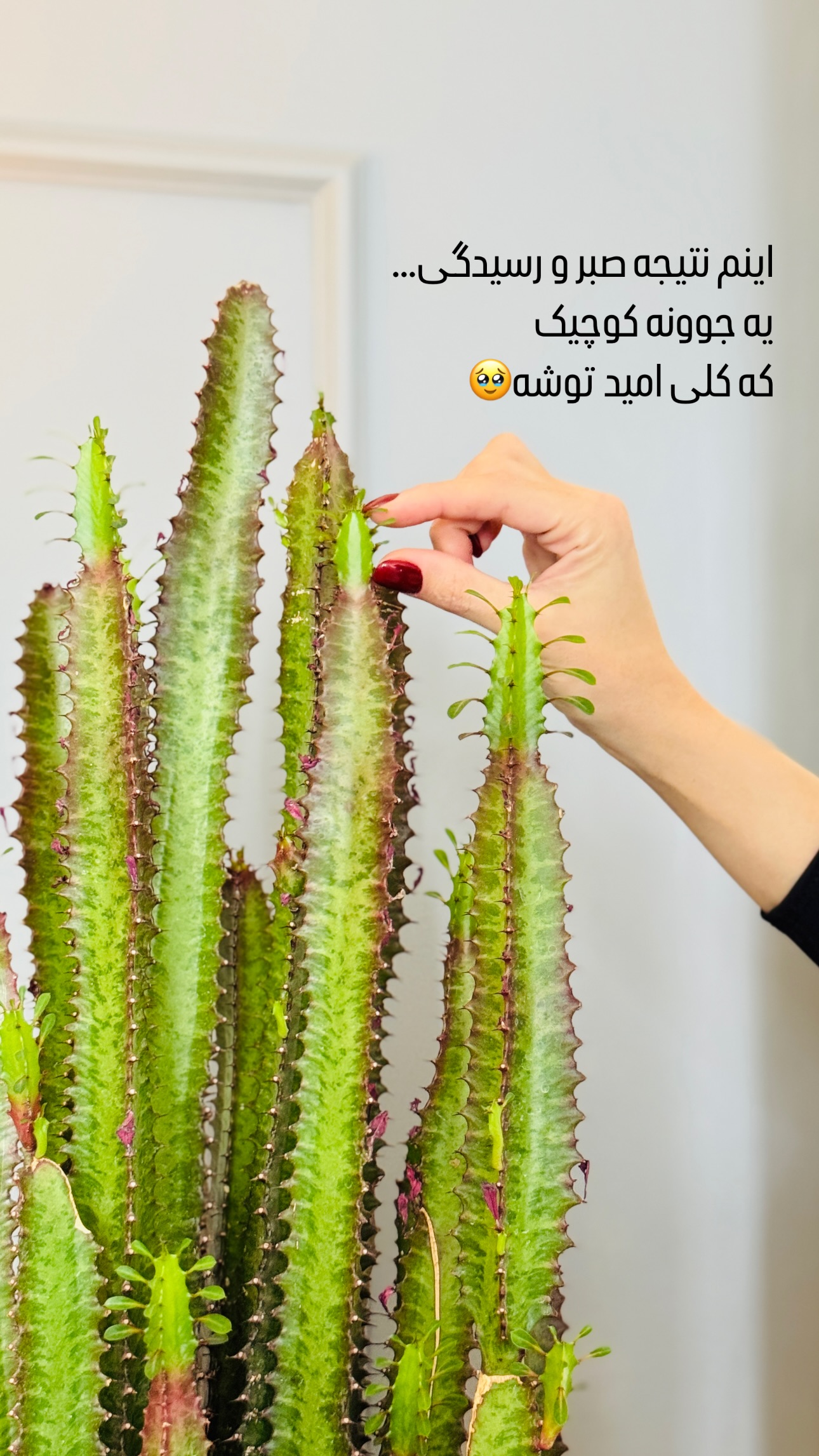  جدید ترین استوری اینستاگرام شیوا نصرتی