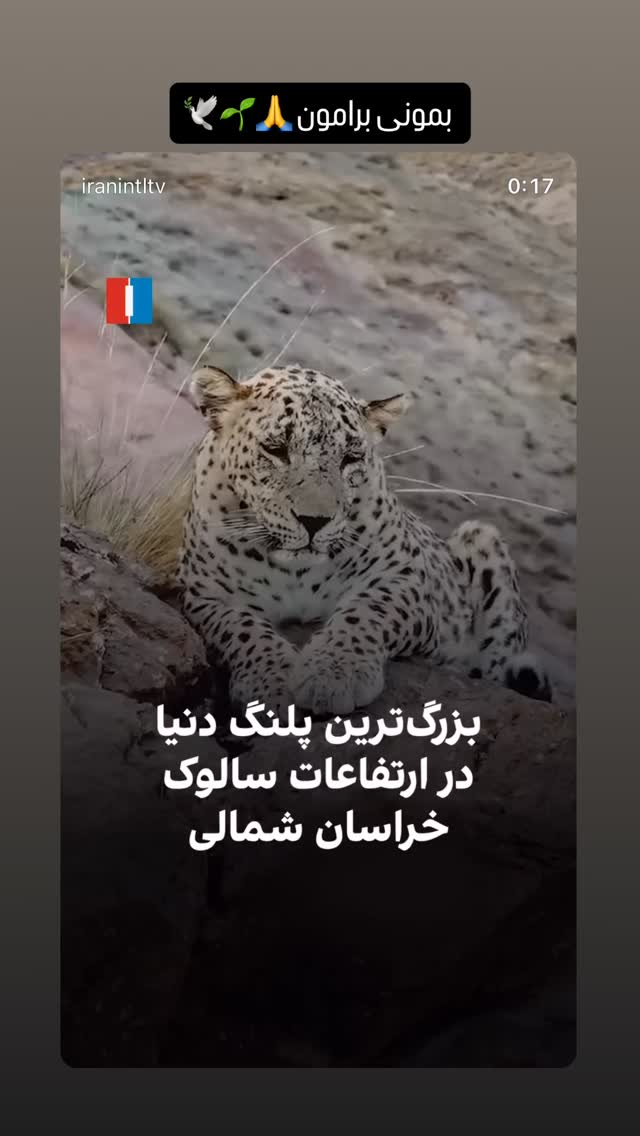  جدید ترین استوری اینستاگرام شهره سلطانی