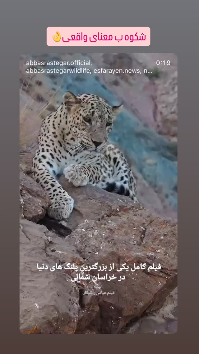  جدید ترین استوری اینستاگرام شهره سلطانی