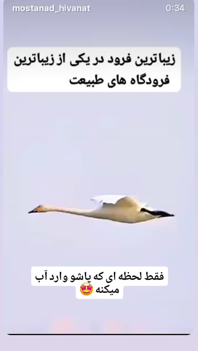  جدید ترین استوری اینستاگرام شهره سلطانی