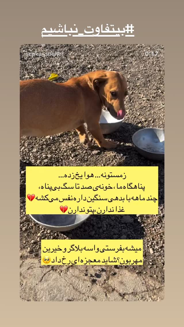  جدید ترین استوری اینستاگرام شهره سلطانی