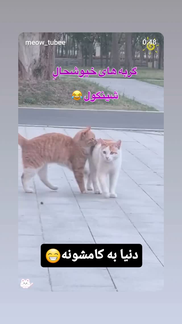  جدید ترین استوری اینستاگرام شوکت حجت