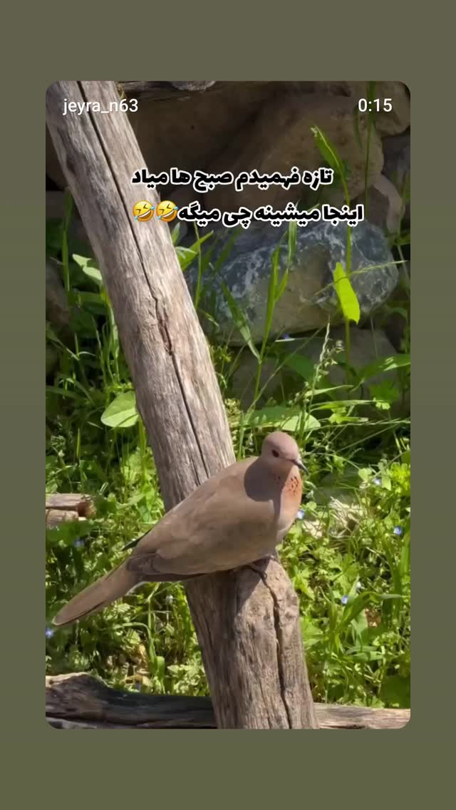  جدید ترین استوری اینستاگرام شوکت حجت