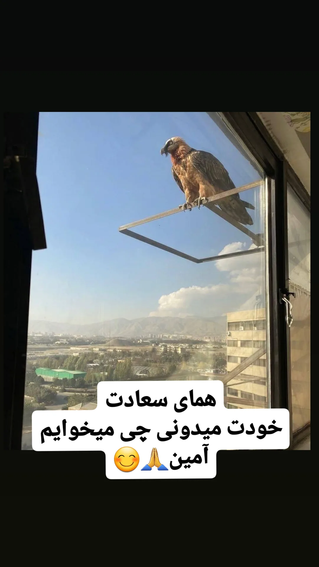  جدید ترین استوری اینستاگرام شوکت حجت
