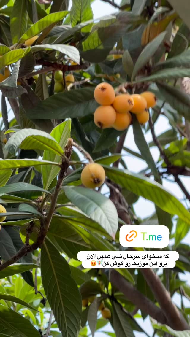  جدید ترین استوری اینستاگرام سیما تقی پور