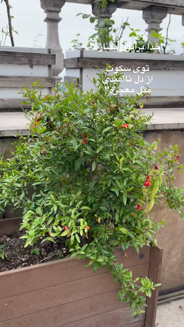  جدید ترین استوری اینستاگرام سیما تقی پور
