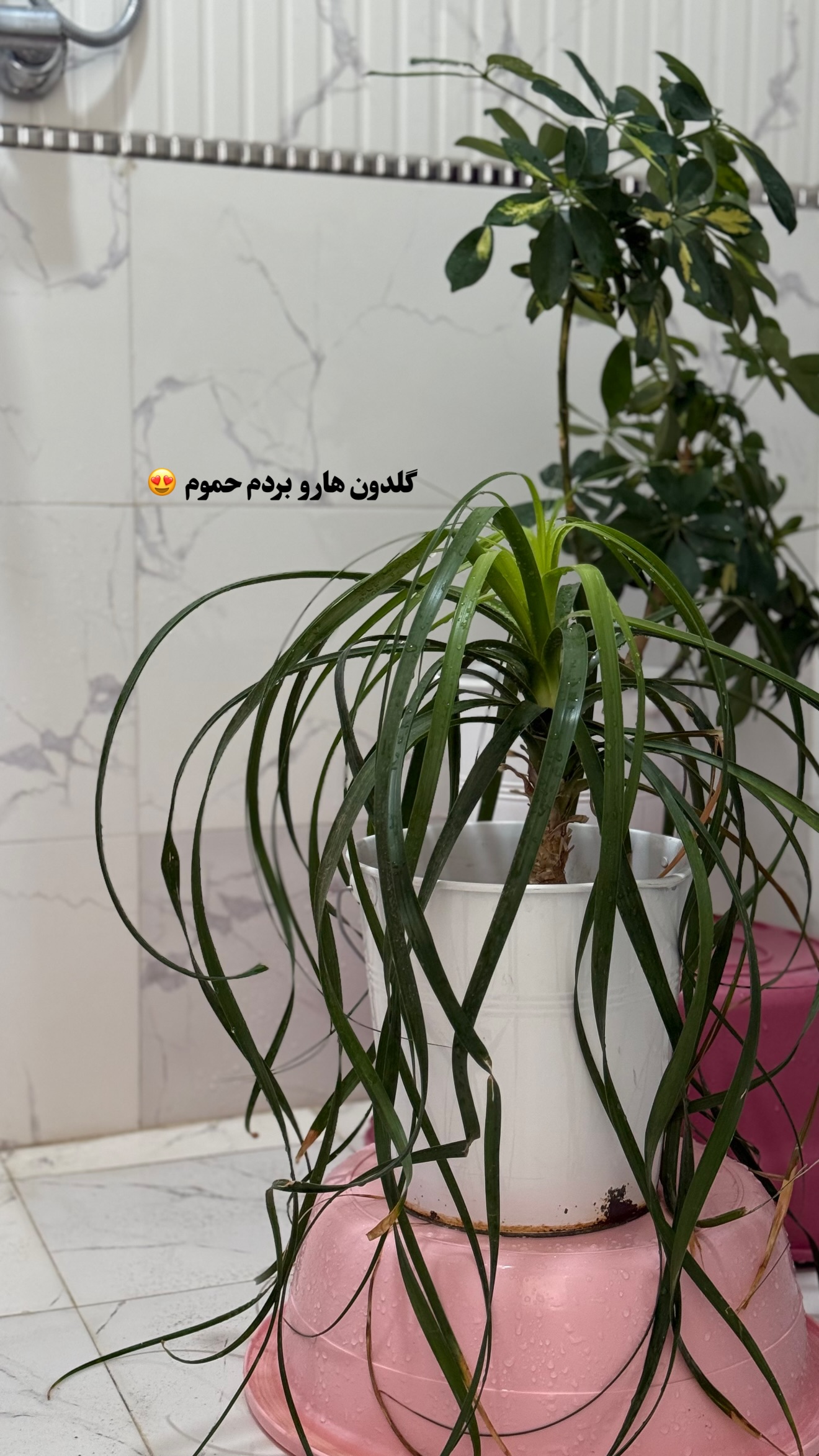  جدید ترین استوری اینستاگرام سهیلا سادات