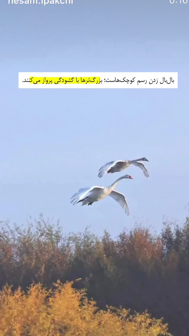 جدید ترین استوری اینستاگرام سمیه قانعی