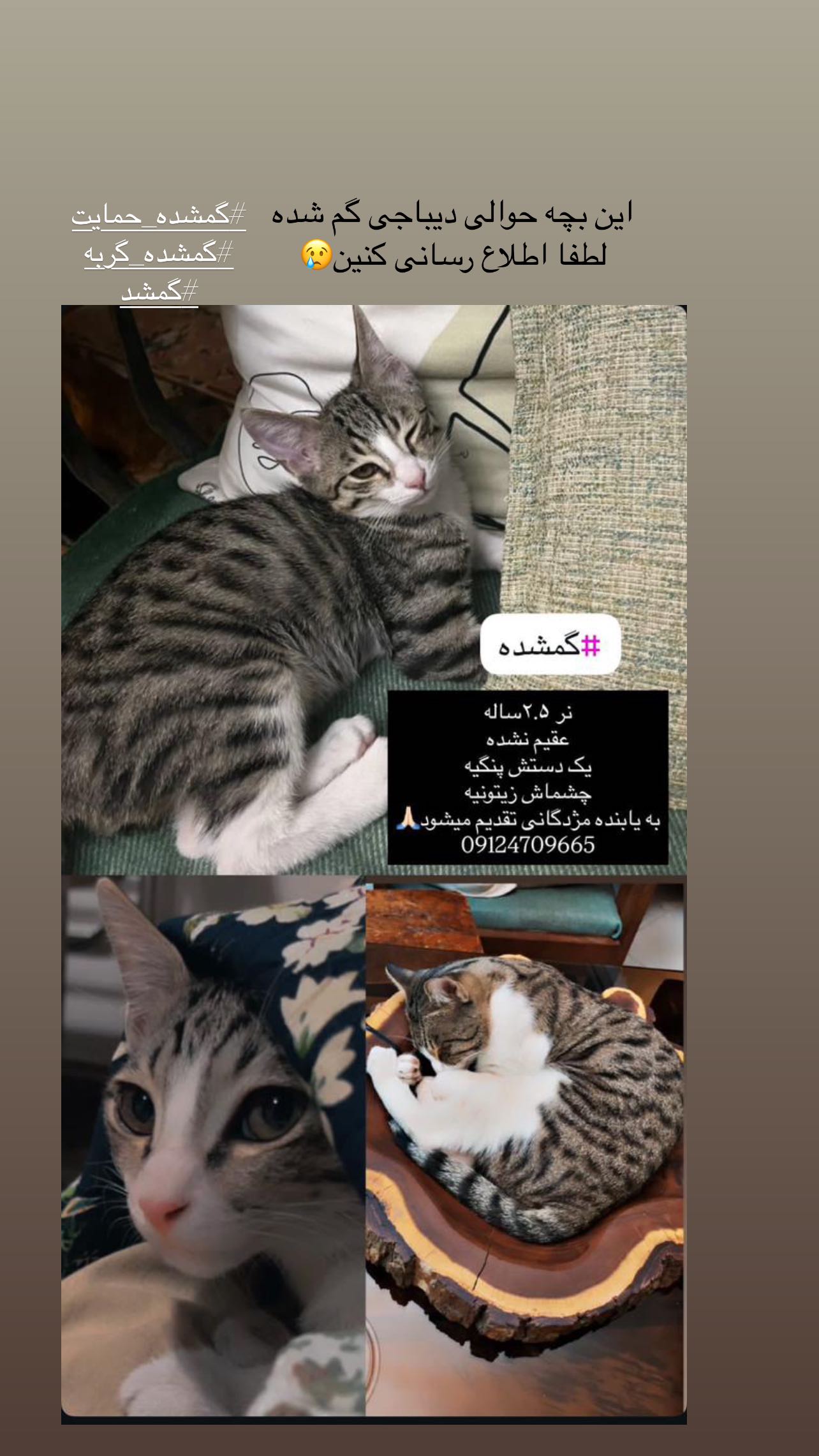  جدید ترین استوری اینستاگرام سمیه قانعی