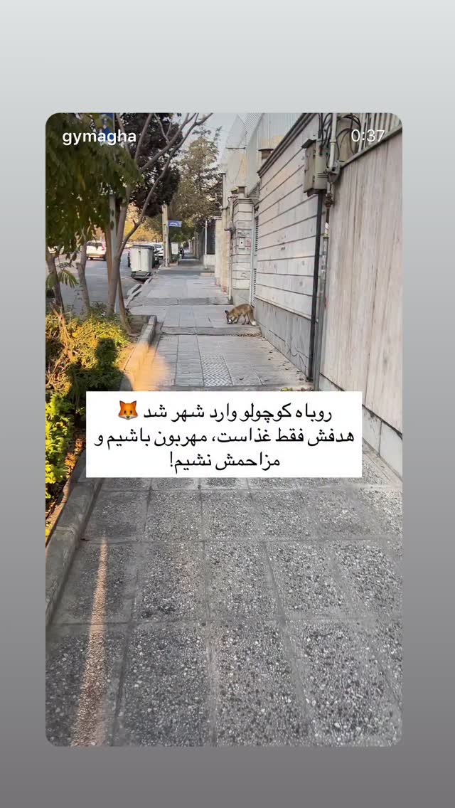  جدید ترین استوری اینستاگرام سمیه قانعی