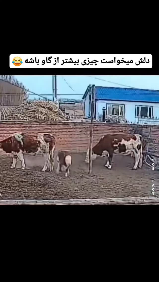  جدید ترین استوری اینستاگرام مهدی سامانی