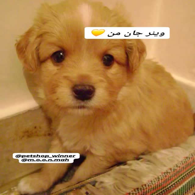  جدید ترین استوری اینستاگرام سوسن پرور