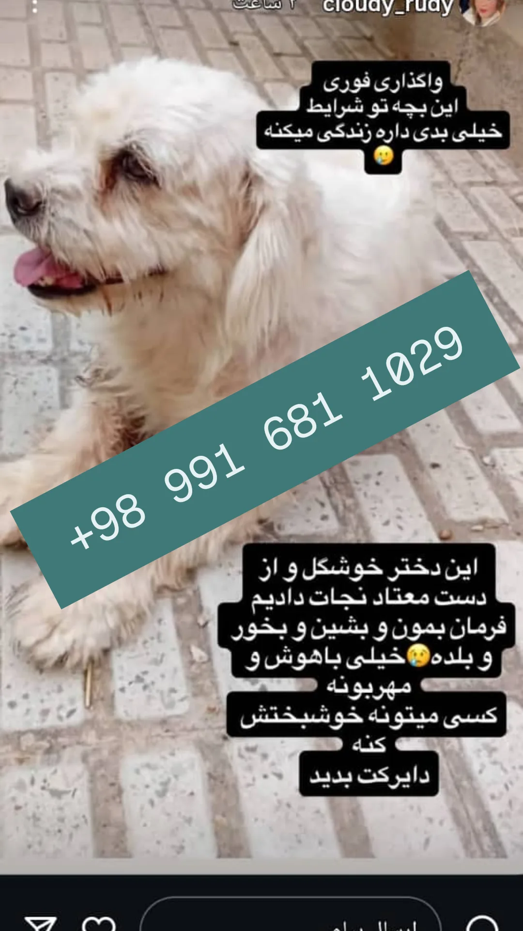  جدید ترین استوری اینستاگرام سوسن پرور