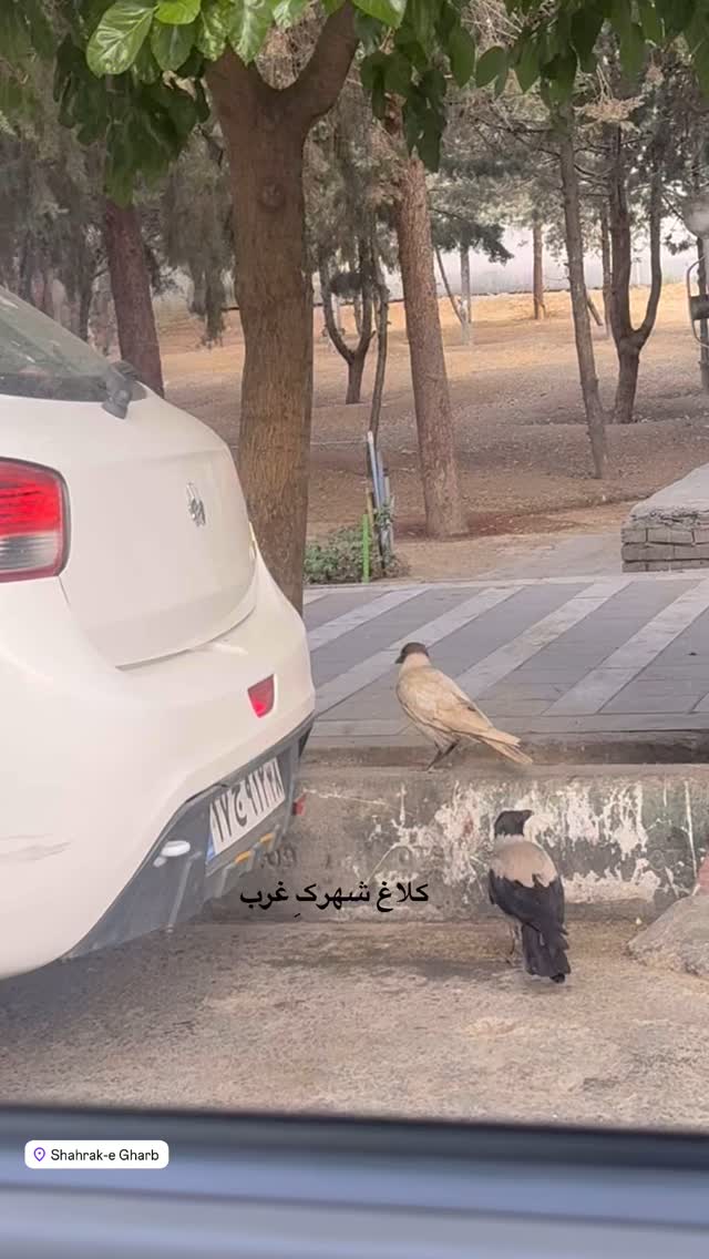  جدید ترین استوری اینستاگرام طاها بذرافشان