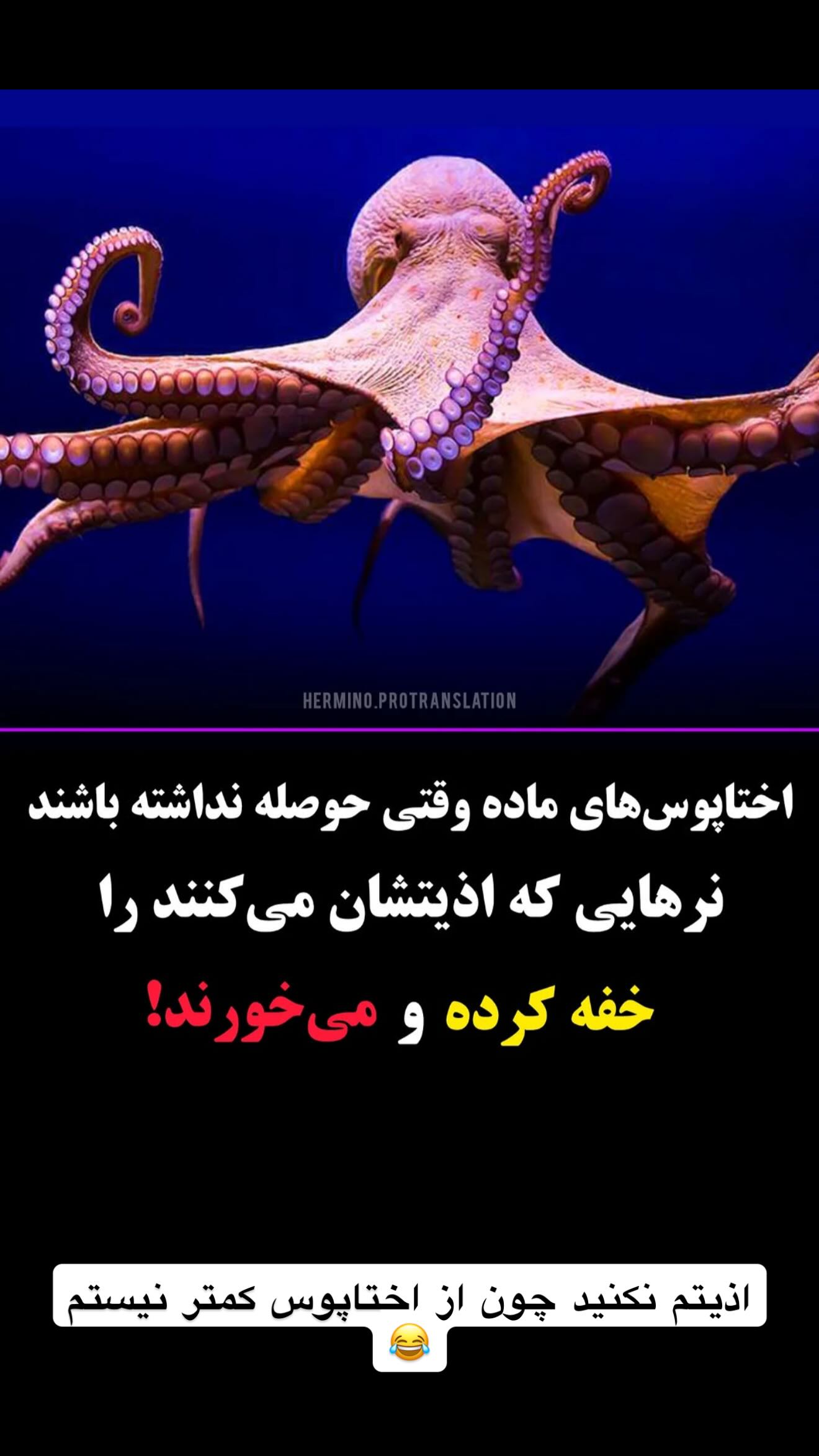  جدید ترین استوری اینستاگرام طنین حقیقی