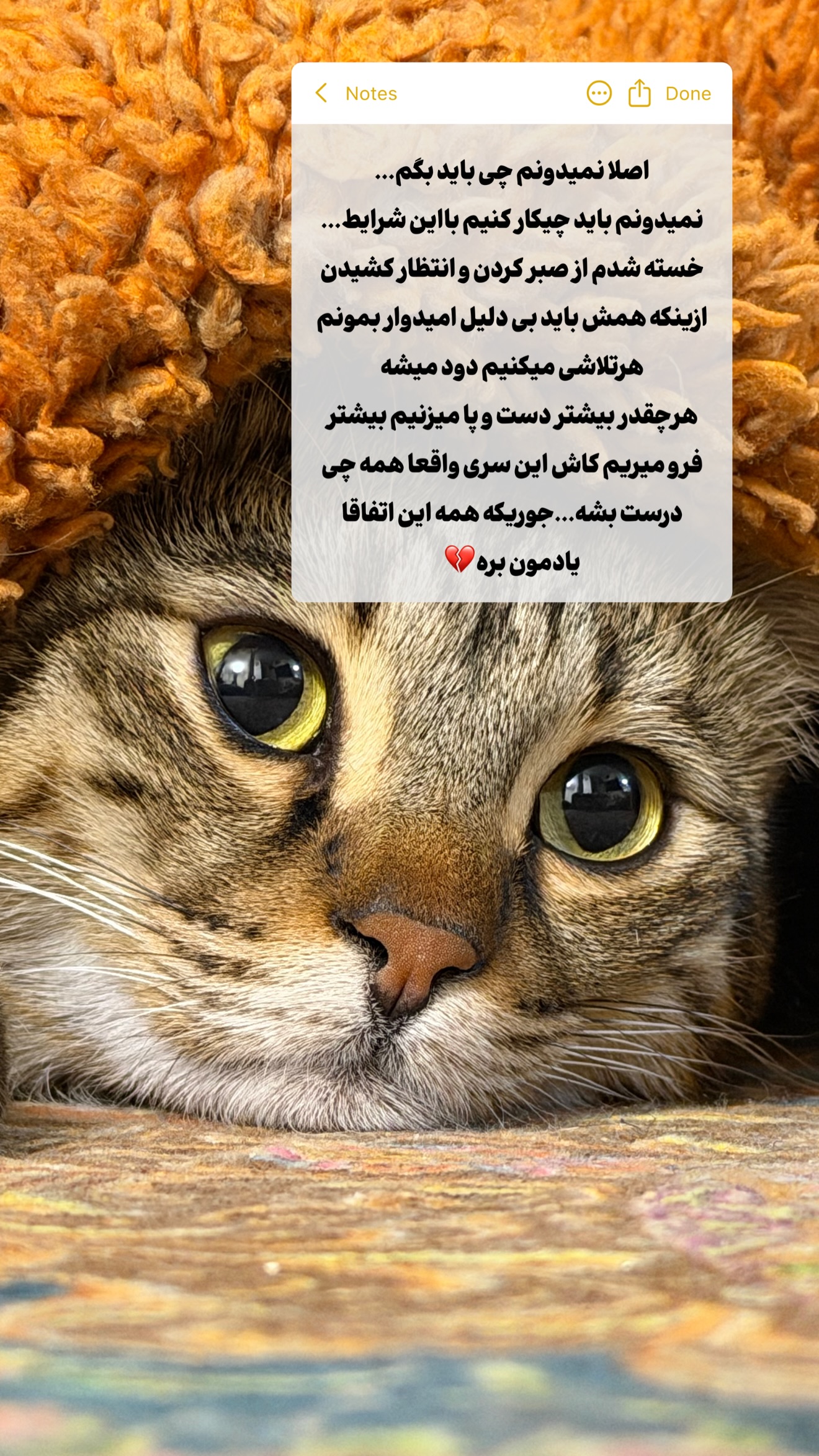  جدید ترین استوری اینستاگرام طناز فراهانی