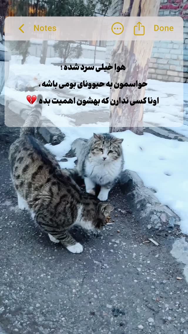  جدید ترین استوری اینستاگرام ترانه مکرم