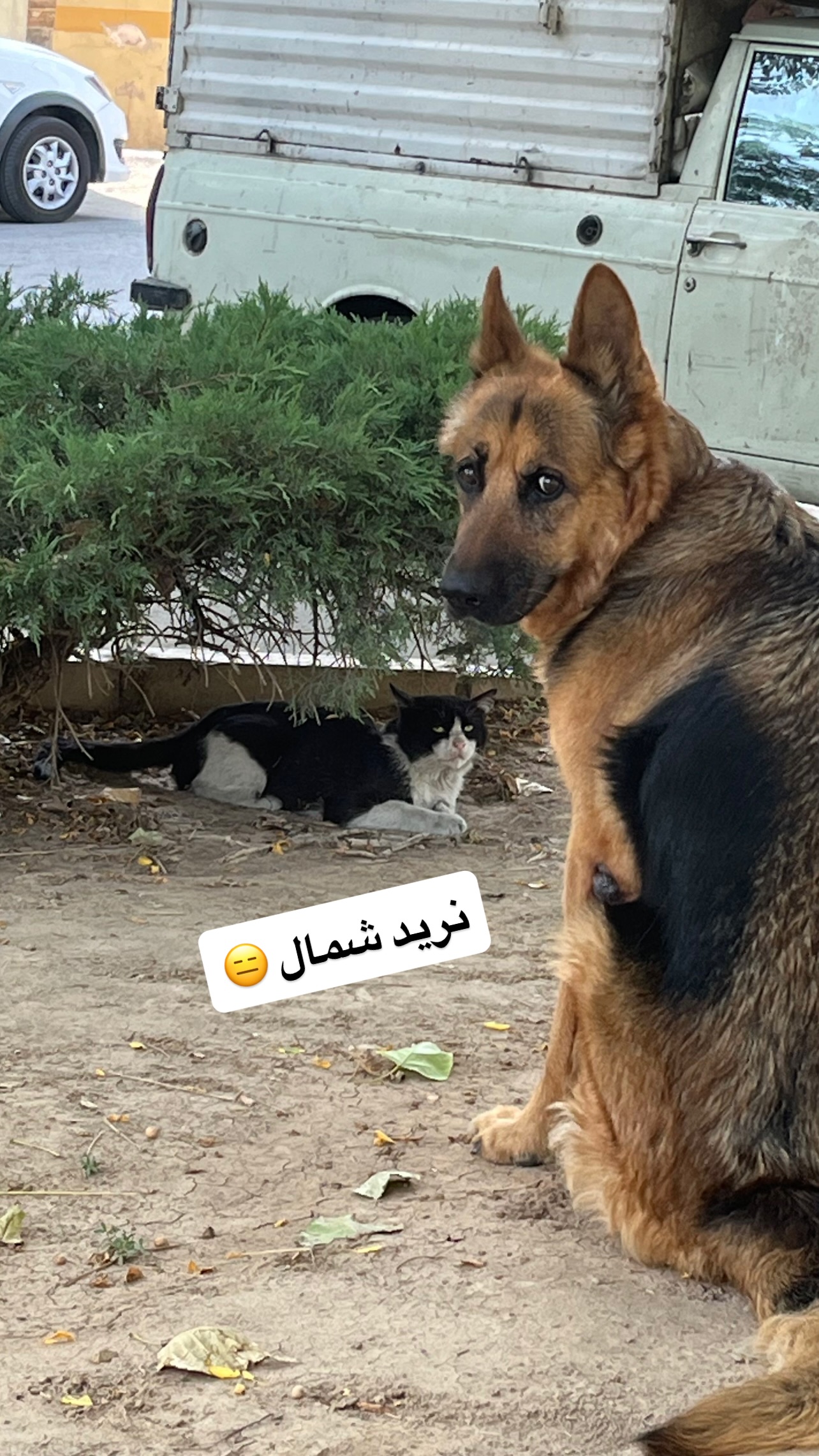  جدید ترین استوری اینستاگرام مسعود رضوی