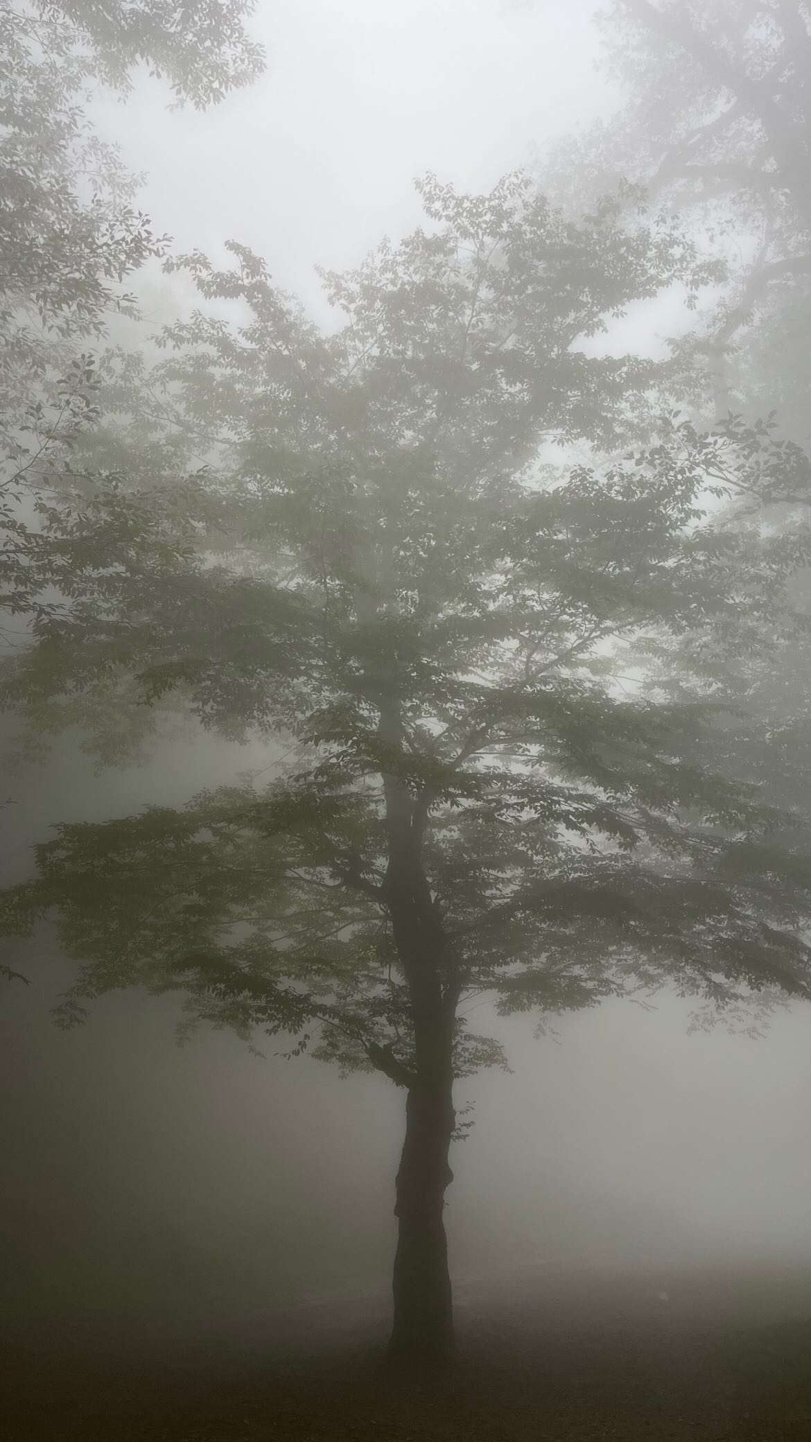  جدید ترین استوری اینستاگرام تینا قربانی