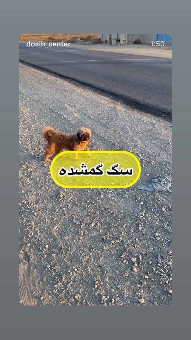  جدید ترین استوری اینستاگرام تینا پاکروان