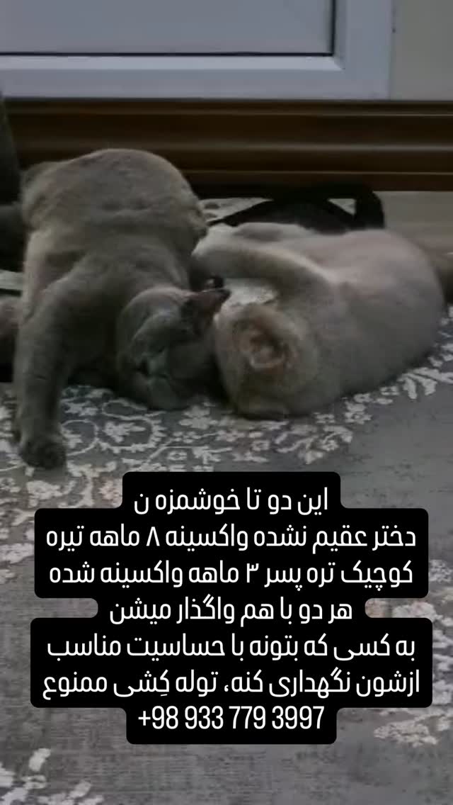  جدید ترین استوری اینستاگرام علی جمشیدی
