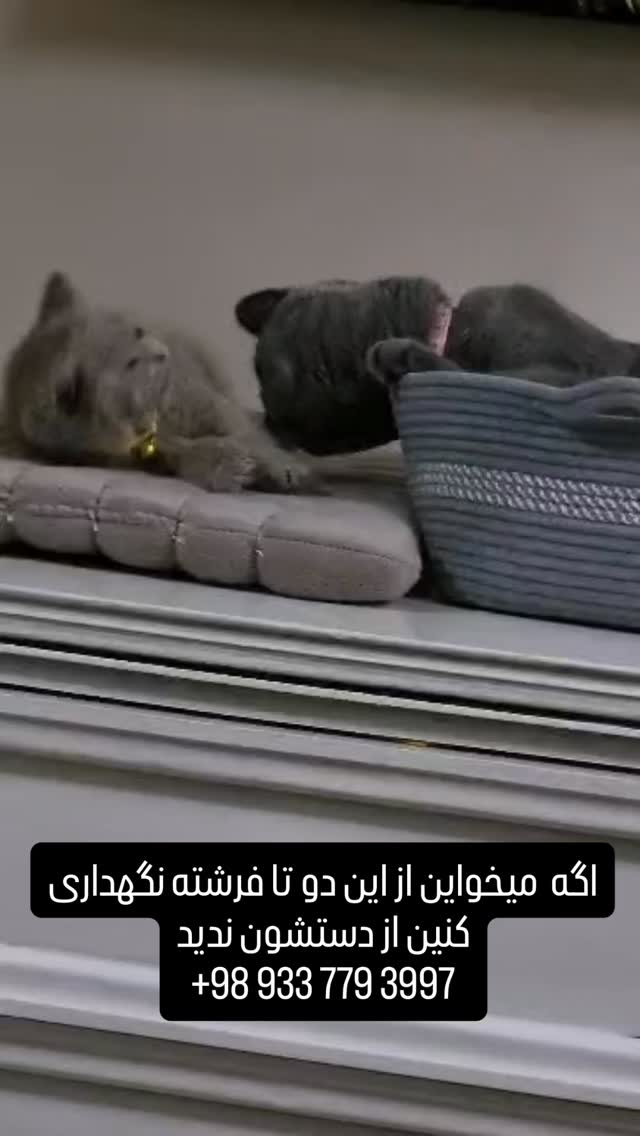  جدید ترین استوری اینستاگرام علی جمشیدی