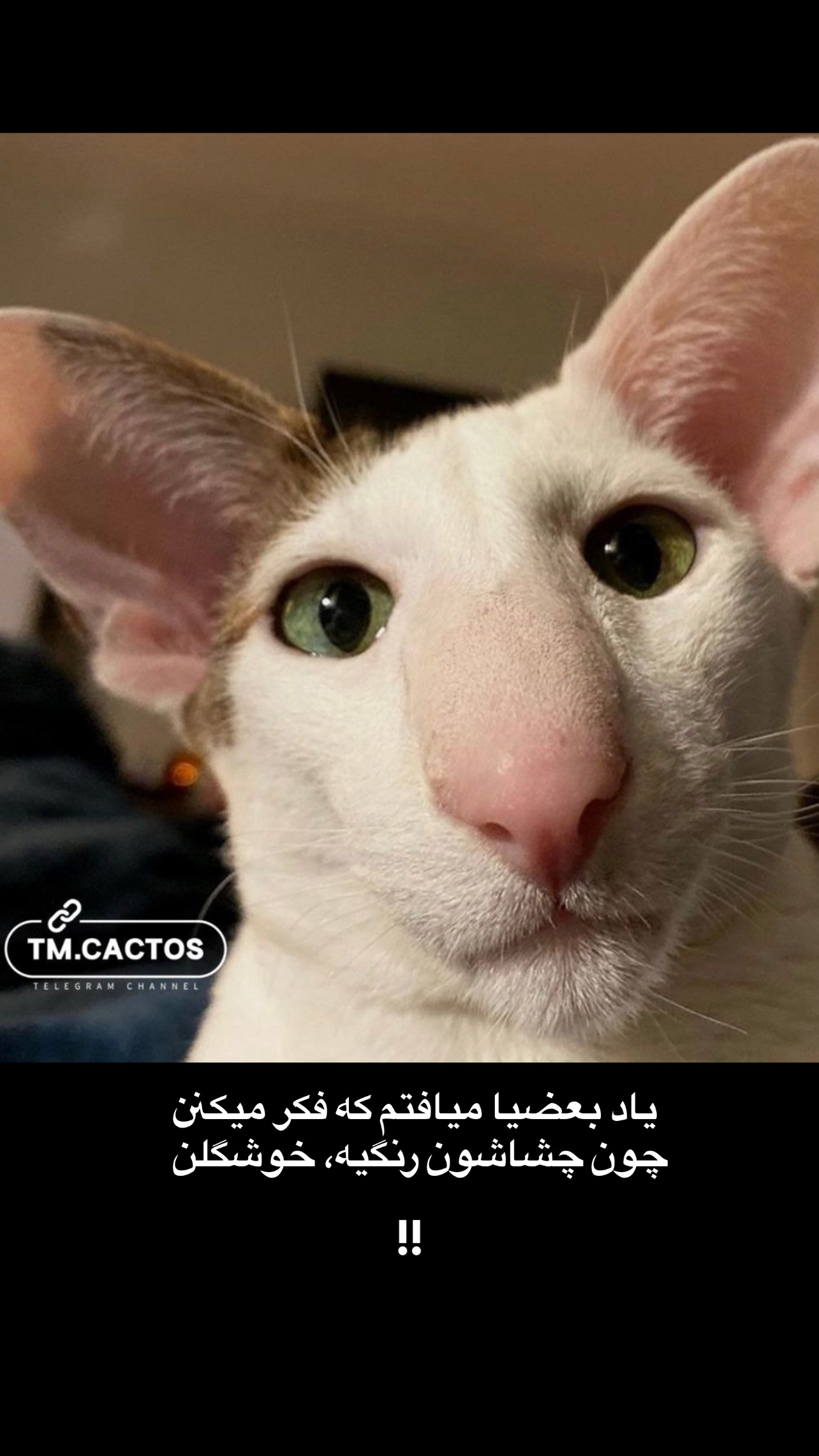  جدید ترین استوری اینستاگرام علی جمشیدی