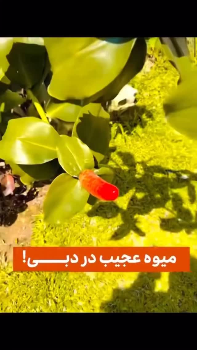  جدید ترین استوری اینستاگرام وحید عطار