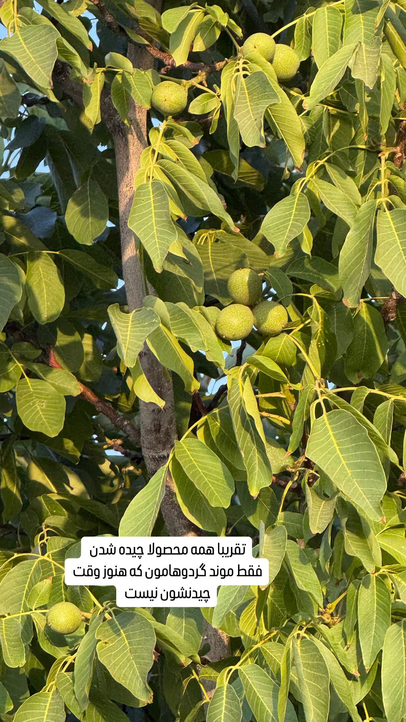  جدید ترین استوری اینستاگرام وحیده علی حسینی