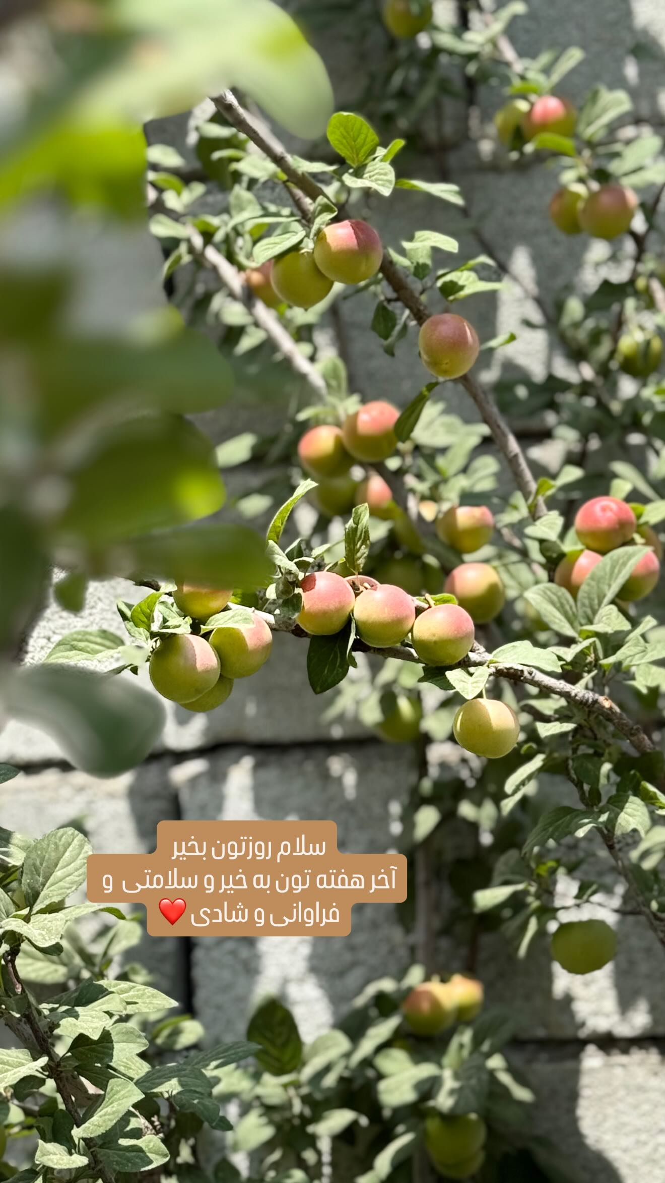  جدید ترین استوری اینستاگرام وحیده علی حسینی