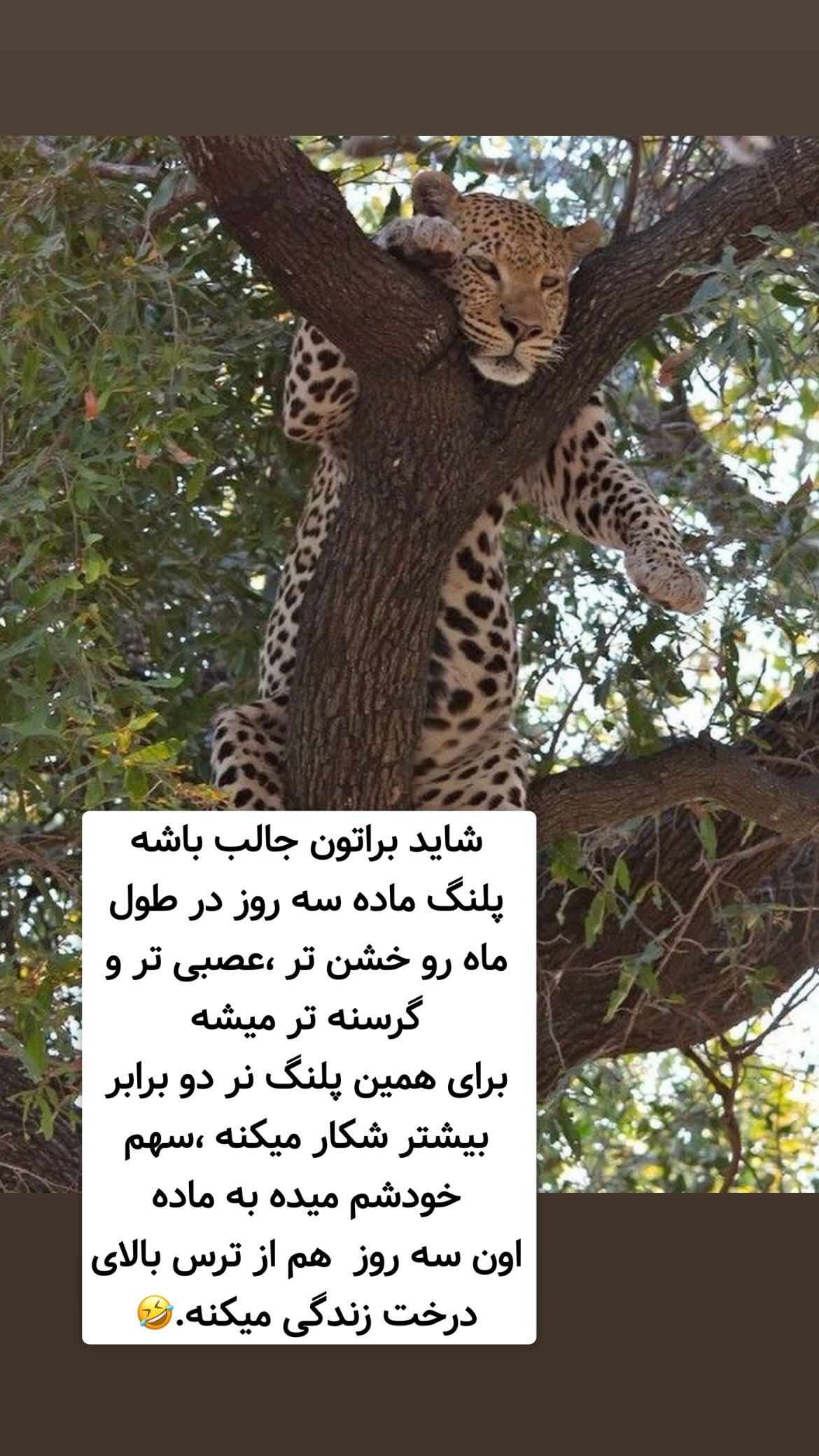  جدید ترین استوری اینستاگرام وحیدرضا صادق پور