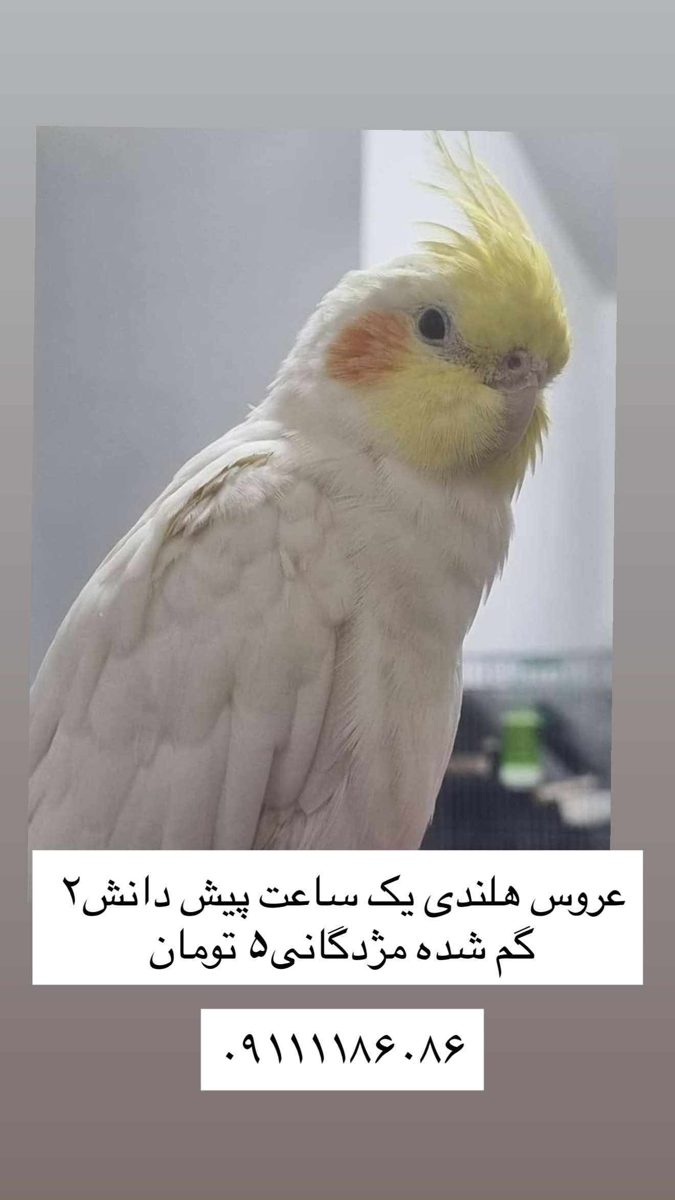  جدید ترین استوری اینستاگرام خانواده ویهان ایهان