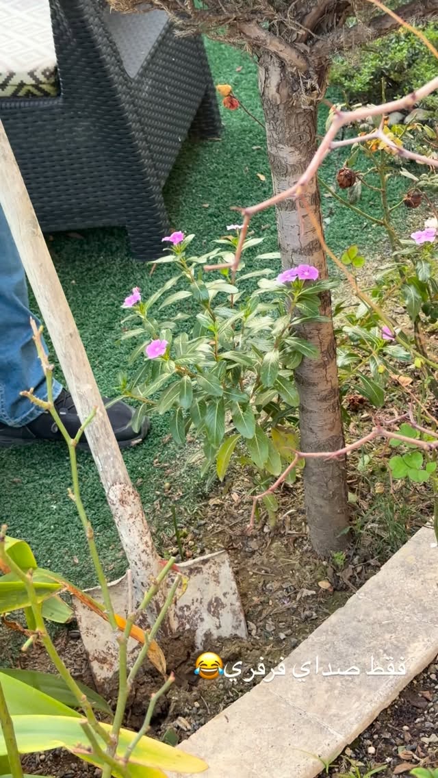  جدید ترین استوری اینستاگرام خانواده ویهان ایهان