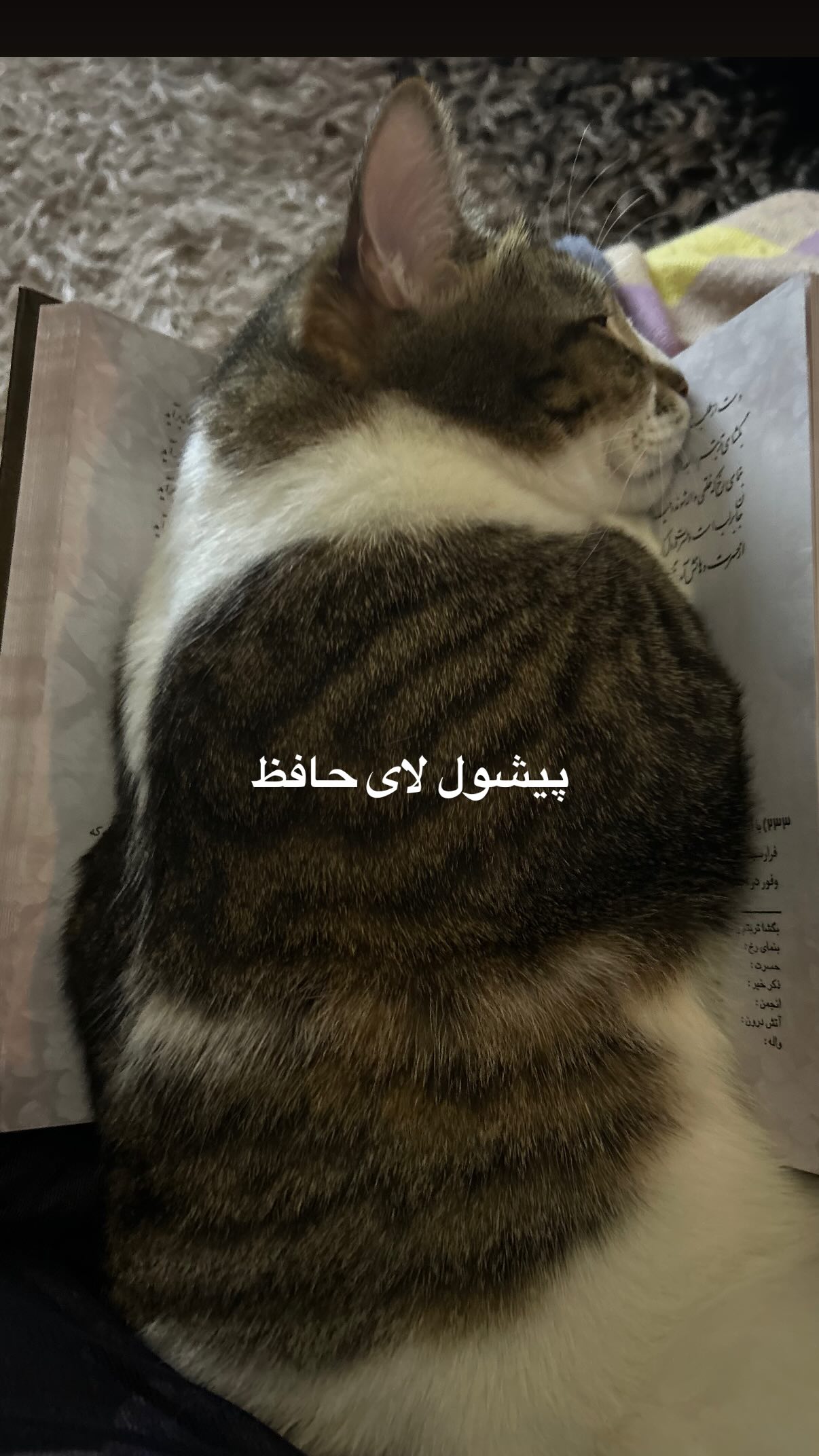  جدید ترین استوری اینستاگرام یاسی