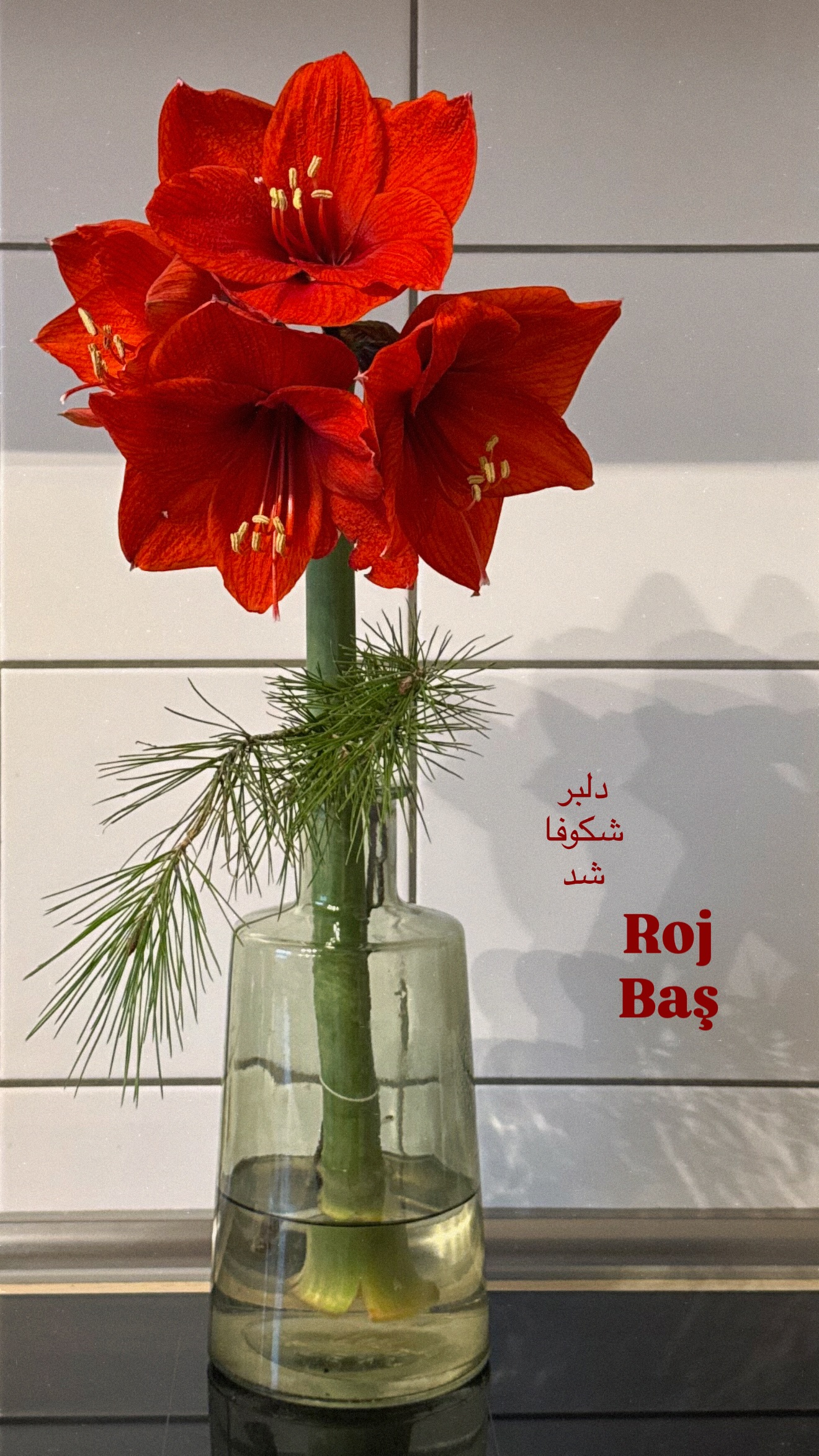  جدید ترین استوری اینستاگرام یلدا عباسی