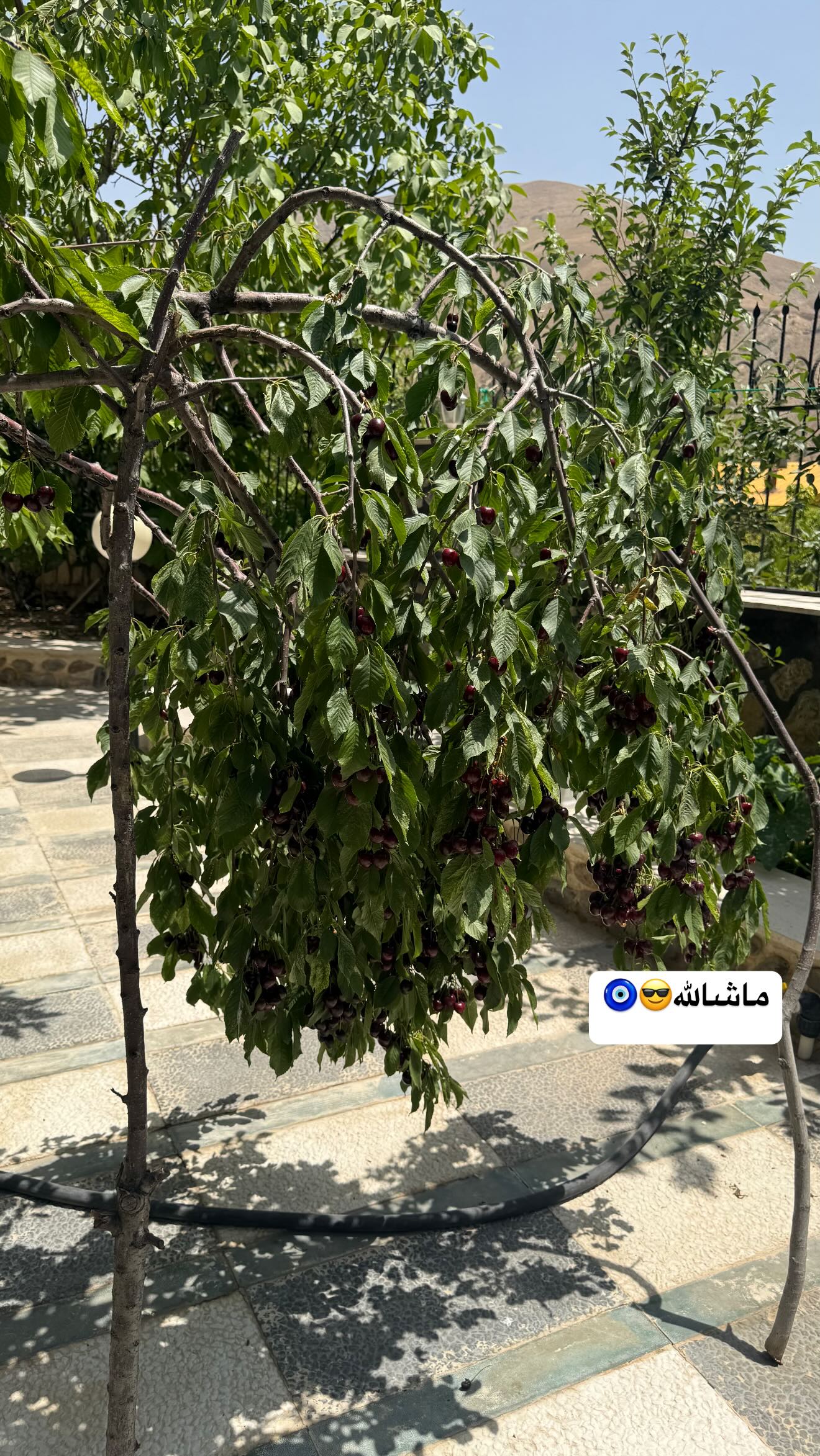  جدید ترین استوری اینستاگرام زهرا سادات یحیی زاده