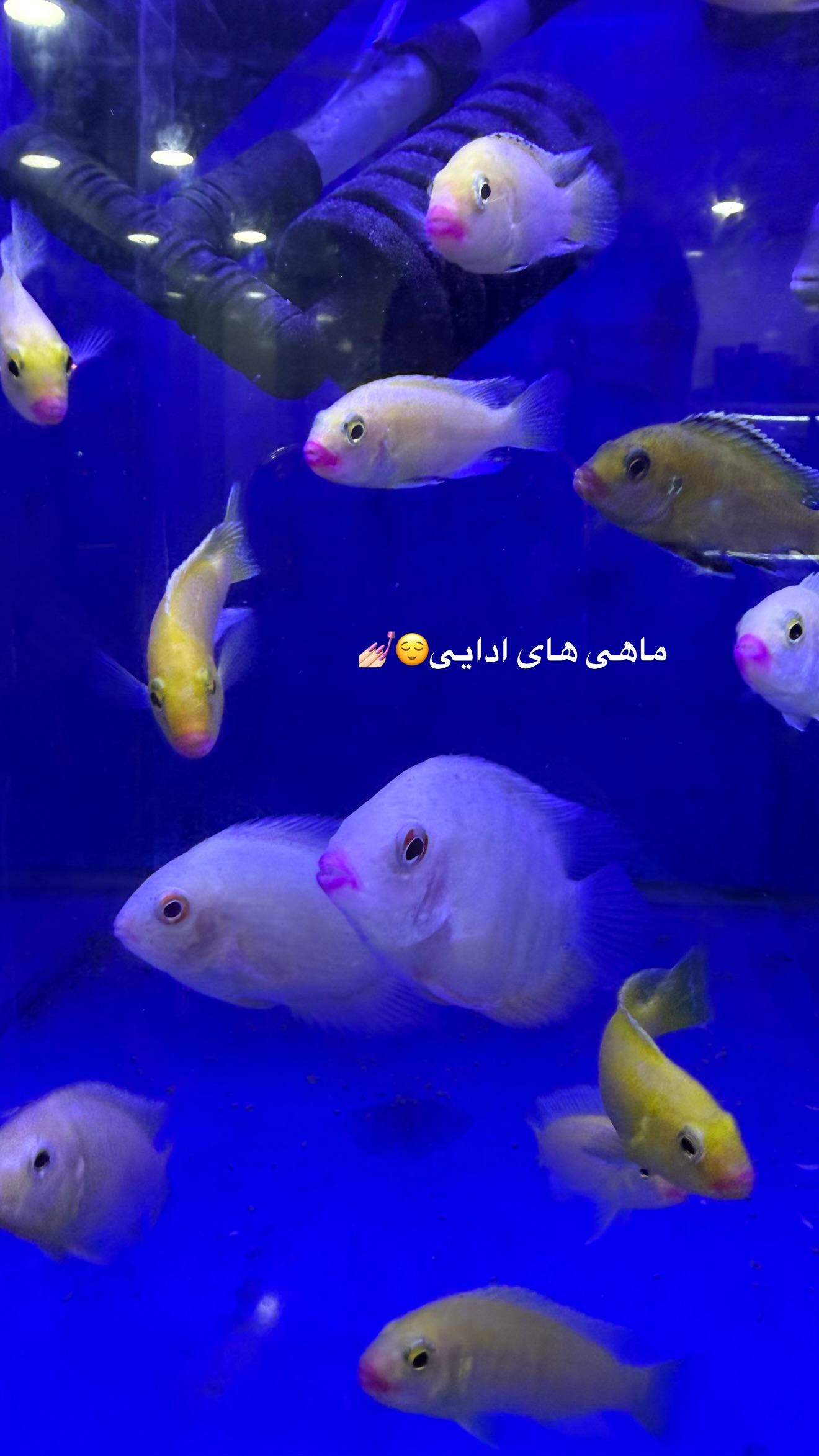  جدید ترین استوری اینستاگرام یاسین حسینی