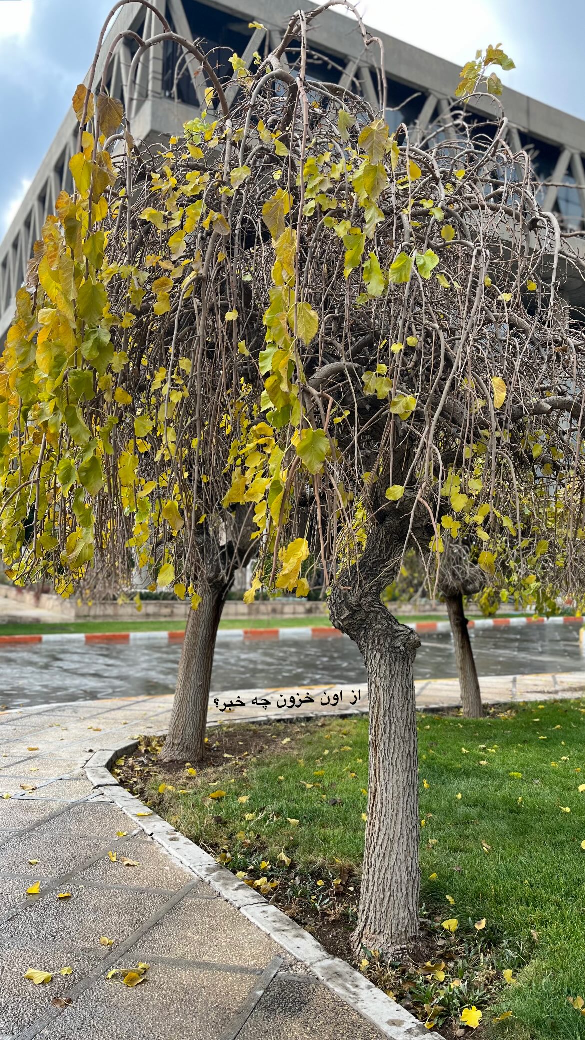  جدید ترین استوری اینستاگرام زهرا چخماقى