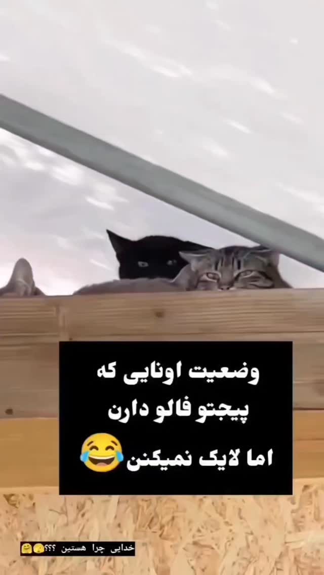  جدید ترین استوری اینستاگرام زهرا عابدینی ابیانه