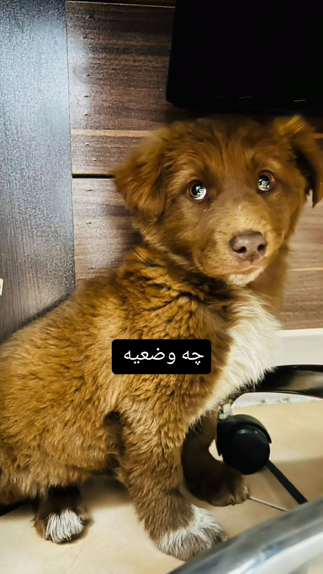  جدید ترین استوری اینستاگرام زهرا عابدینی ابیانه