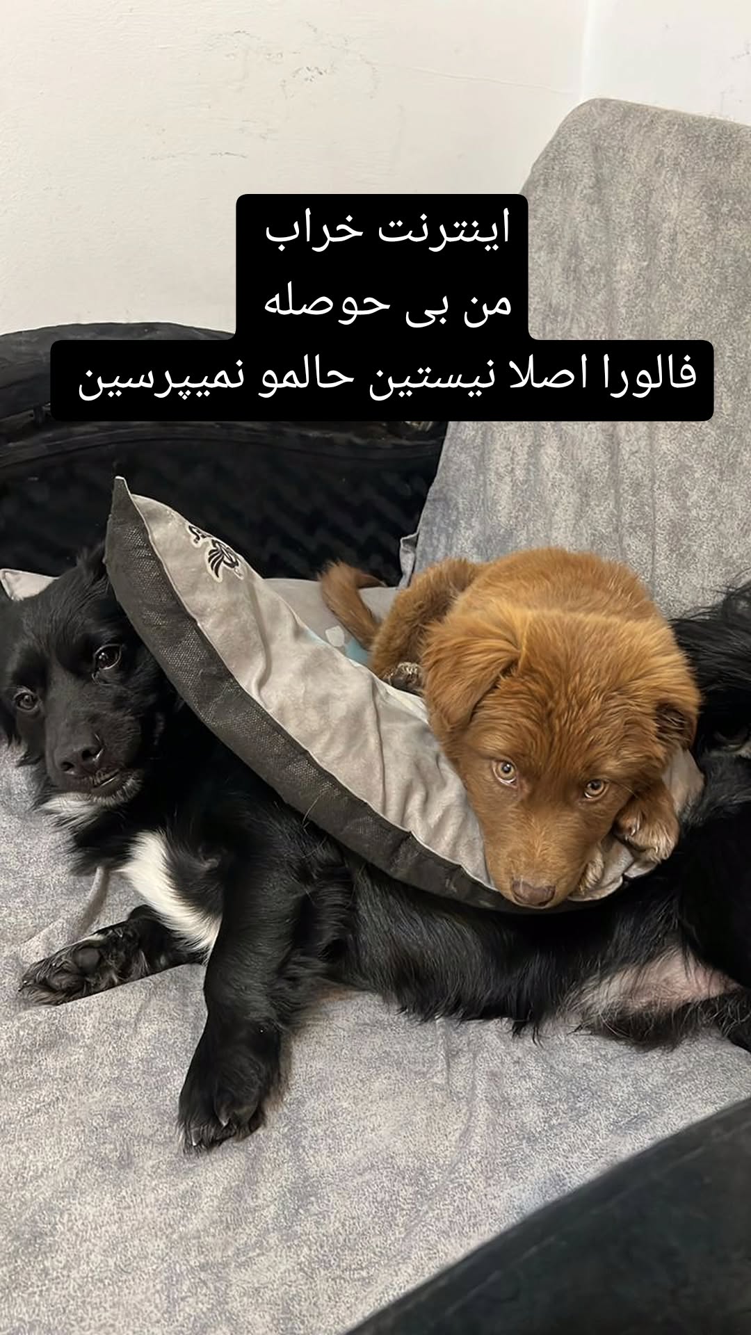  جدید ترین استوری اینستاگرام زهرا عابدینی ابیانه
