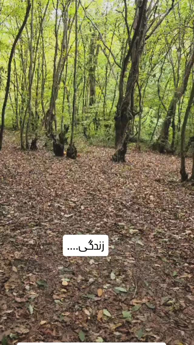  جدید ترین استوری اینستاگرام زهرا موسوی