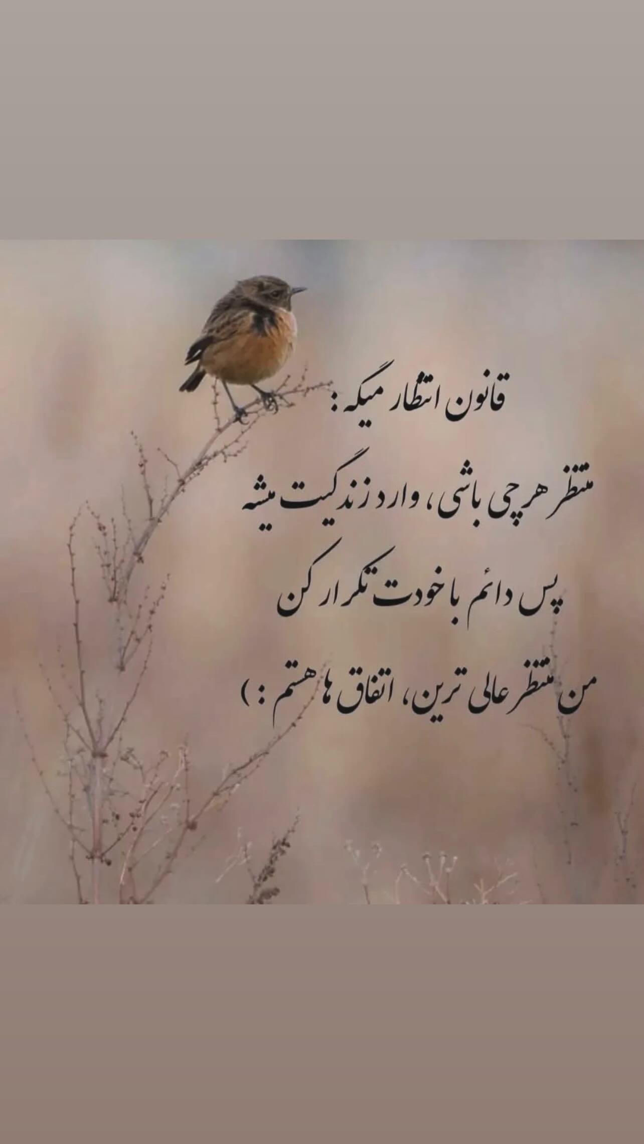  جدید ترین استوری اینستاگرام زهرا شوقى